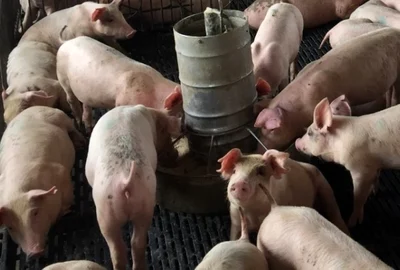 ferma crescatorie porci foto shutterstock