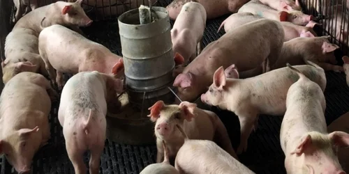 ferma crescatorie porci foto shutterstock