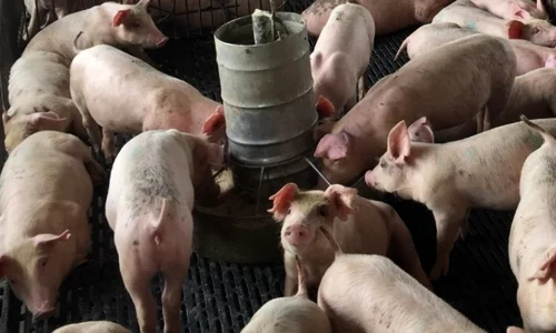 ferma crescatorie porci foto shutterstock