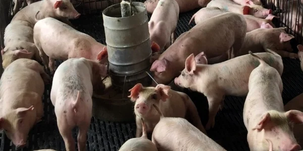 ferma crescatorie porci foto shutterstock