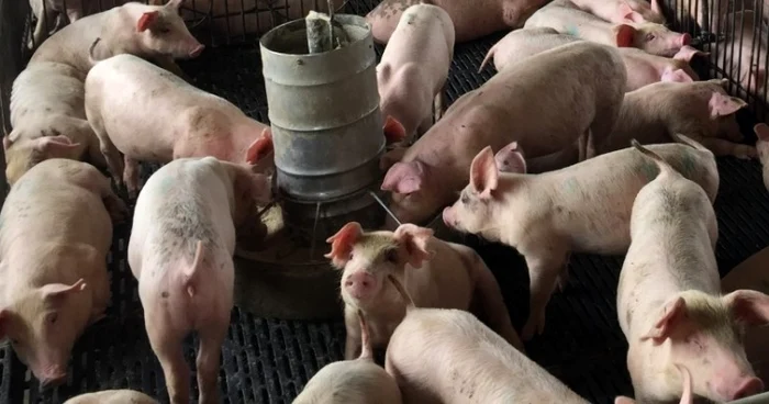 Fata a fost lasată inconștientă între animale. FOTO Shutterstock