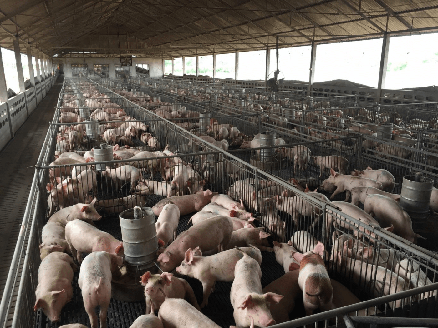 Ferma Porci Girov Neamt Contact Crescătorii de porci din Marea Britanie riscă să intre în faliment din  lipsă de măcelari. „Măsurile de acordare a vizei în regim de urgenţă nu  funcţionează” | adevarul.ro
