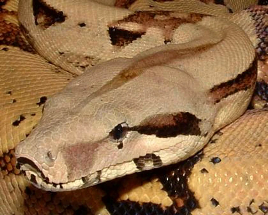 
    Unii şerpi au fost cumpăraţi ca animale de casă şi apoi eliberaţi în natură  