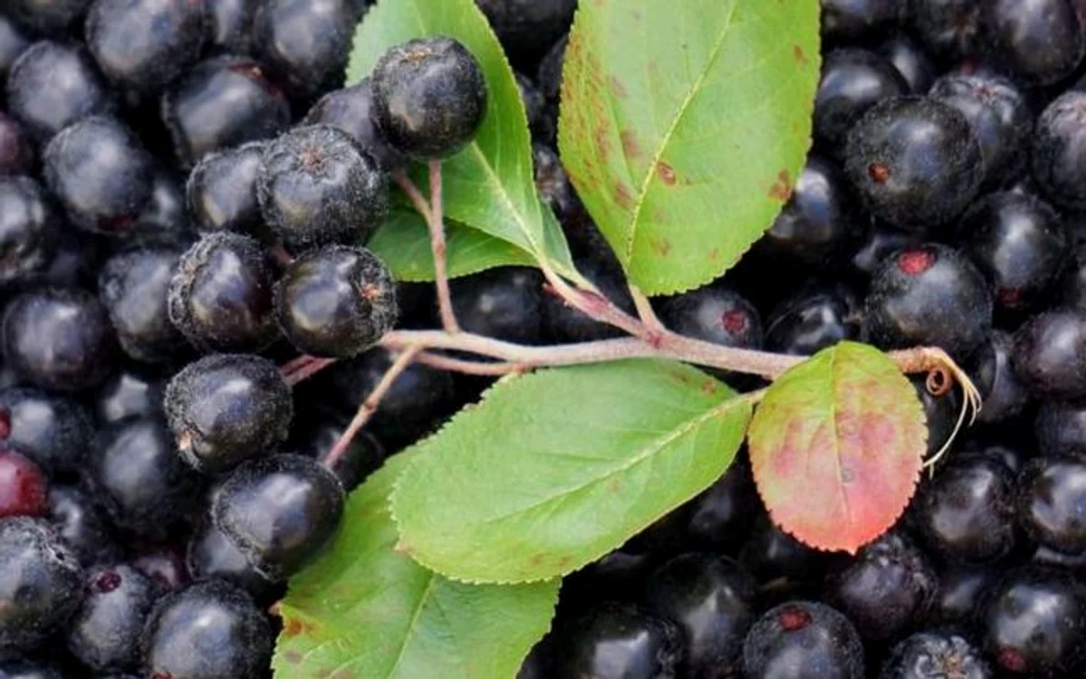 Fructul minune cu cea mai mare cantitate de oxidanţi. Are beneficii uimitoare