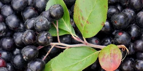 Fructul minune cu cea mai mare cantitate de oxidanţi. Are beneficii uimitoare