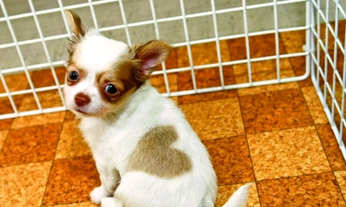 1 47260 original jpg jpeg