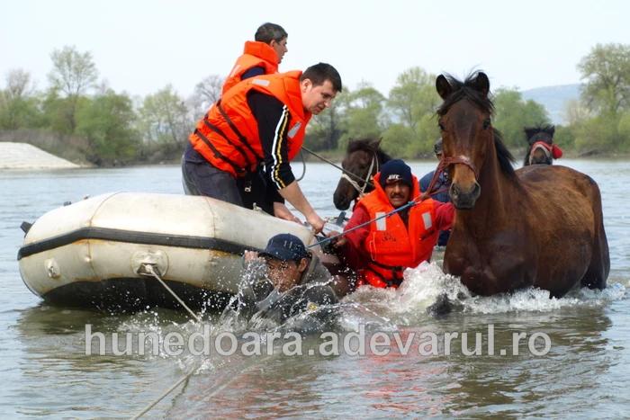 Oamenii s-au întrebuinţat serios pentru a salva animalele.FOTO Daniel Guţă