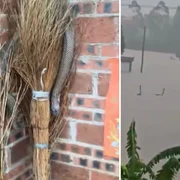 mai multi serpi au scapat pe strazile unui oras din china foto x  png