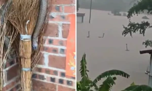 mai multi serpi au scapat pe strazile unui oras din china foto x  png