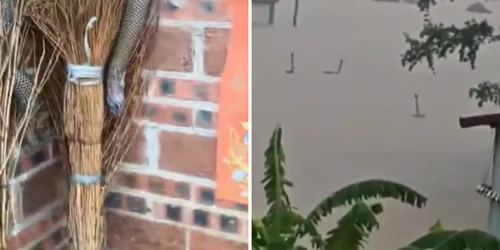 mai multi serpi au scapat pe strazile unui oras din china foto x  png