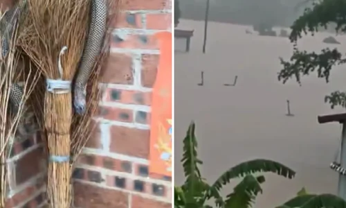 mai multi serpi au scapat pe strazile unui oras din china foto x  png
