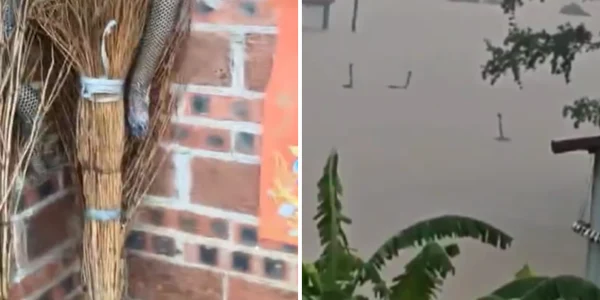 mai multi serpi au scapat pe strazile unui oras din china foto x  png