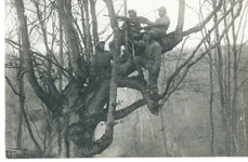 7 noiembrie 1917. Valea Glodului. Cuib de mitralieră în copac (© Arhivele Naționale ale României), Colecția Documente Fotografice, FI 8754