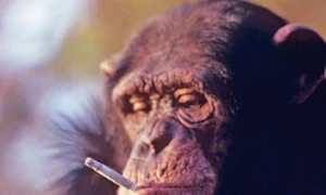maimuta fumeaza12547 0 0 jpeg