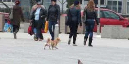 Câini cu microcipuri pentru tulceni