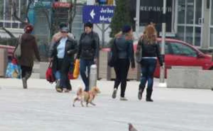 Câini cu microcipuri pentru tulceni