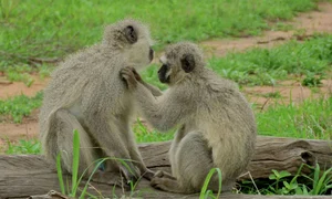 Mesaje false în lumea animală jpeg