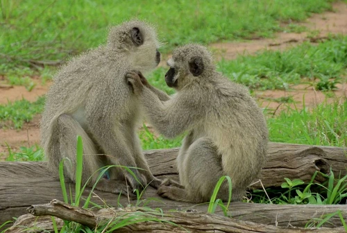 Mesaje false în lumea animală jpeg