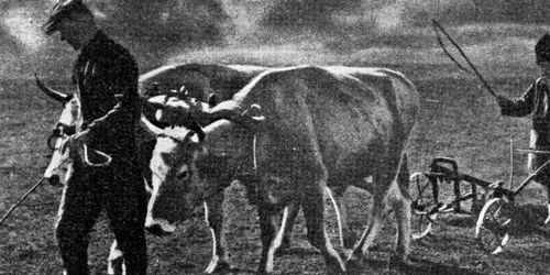 car cu boi foto Foto