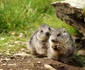 septimiu bizo fotograf wild life cluj foto arhiva personala