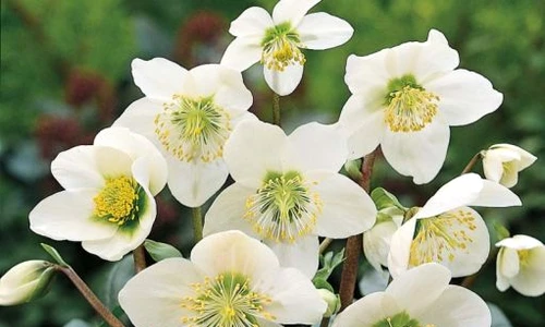 1 72175 original jpg jpeg