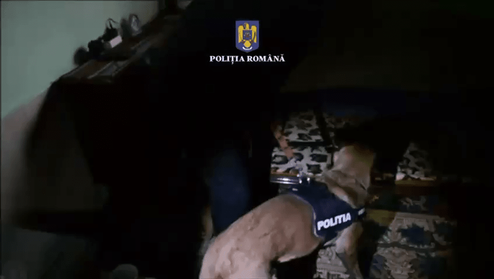 Arme de foc descoperite în casa unui ialomițean, cu ajutorul câinelui de urmă Daga VIDEO 