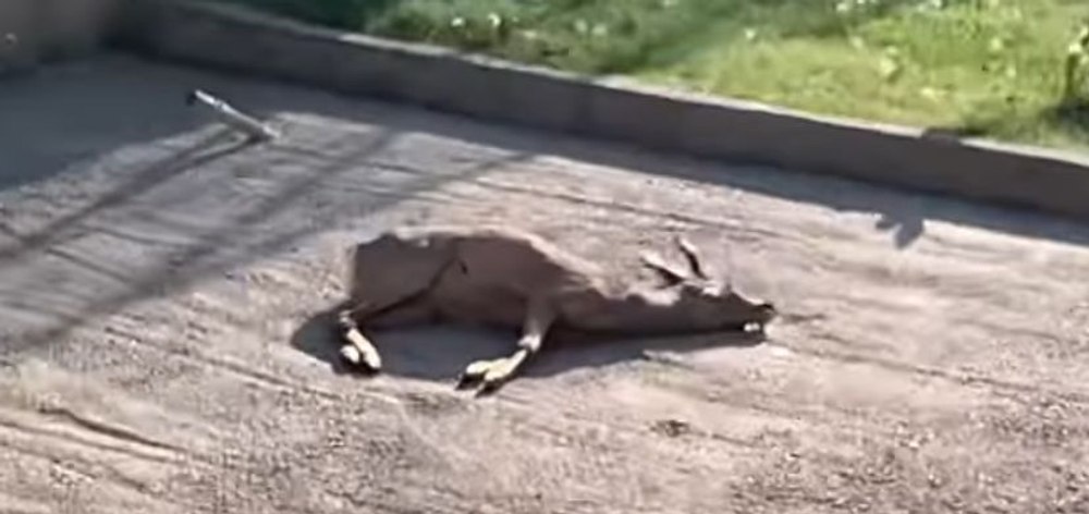 Un căprior de la Grădina Zoologică din Craiova a murit după ce a mâncat resturile aruncate de vizitatori