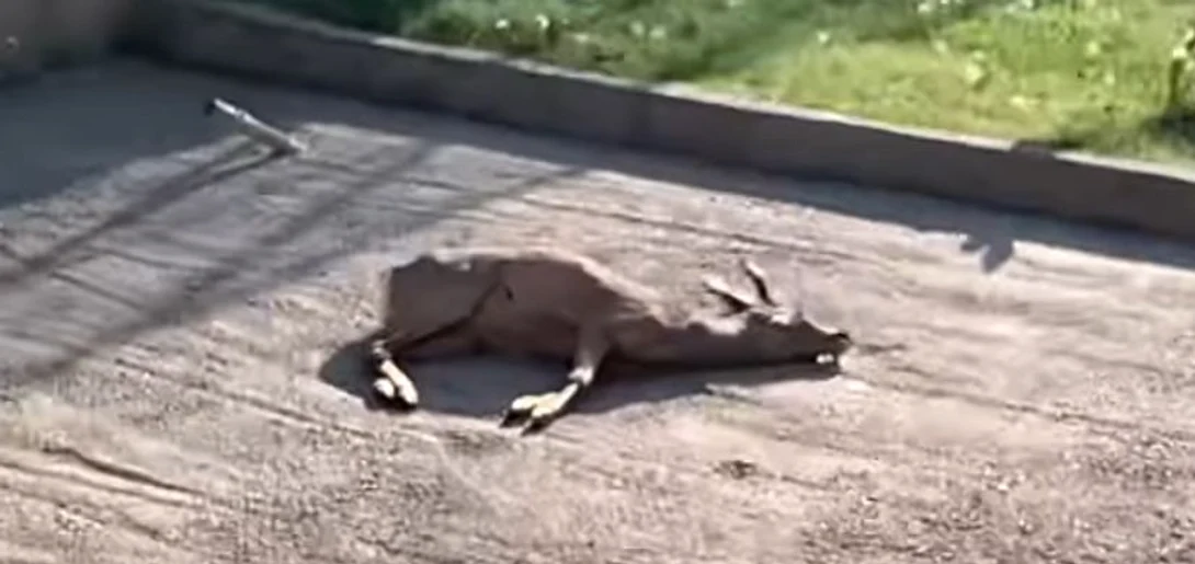 Căprior mort la Grădina Zoologică din Craiova Foto: Captură video Facebook