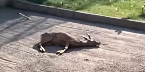 Căprior mort la Grădina Zoologică Craiova Foto Captură video jpeg