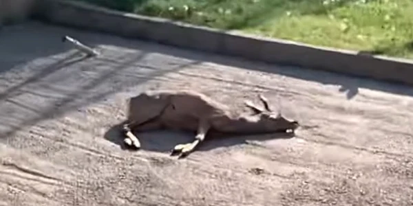 Căprior mort la Grădina Zoologică Craiova Foto Captură video jpeg