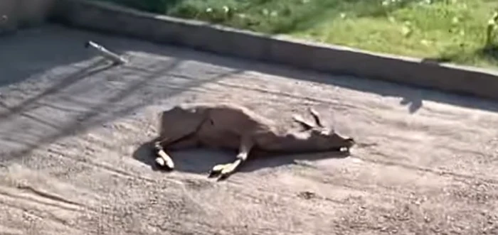 Căprior mort la Grădina Zoologică din Craiova Foto: Captură video Facebook