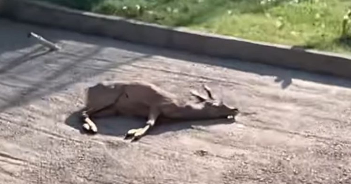 Tragedie la Grădina Zoo din Craiova: Căpriorul a murit din cauza deșeurilor aruncate de vizitatori