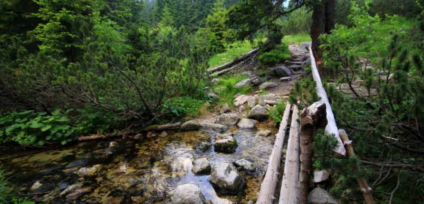 Suprafaţa ocupată de păduri a României a crescut de la 6,4 milioane de hectare în 1990 la 6,86 milioane contorizate la finele anului trecut