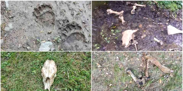 animale atacate urs bucium jpg