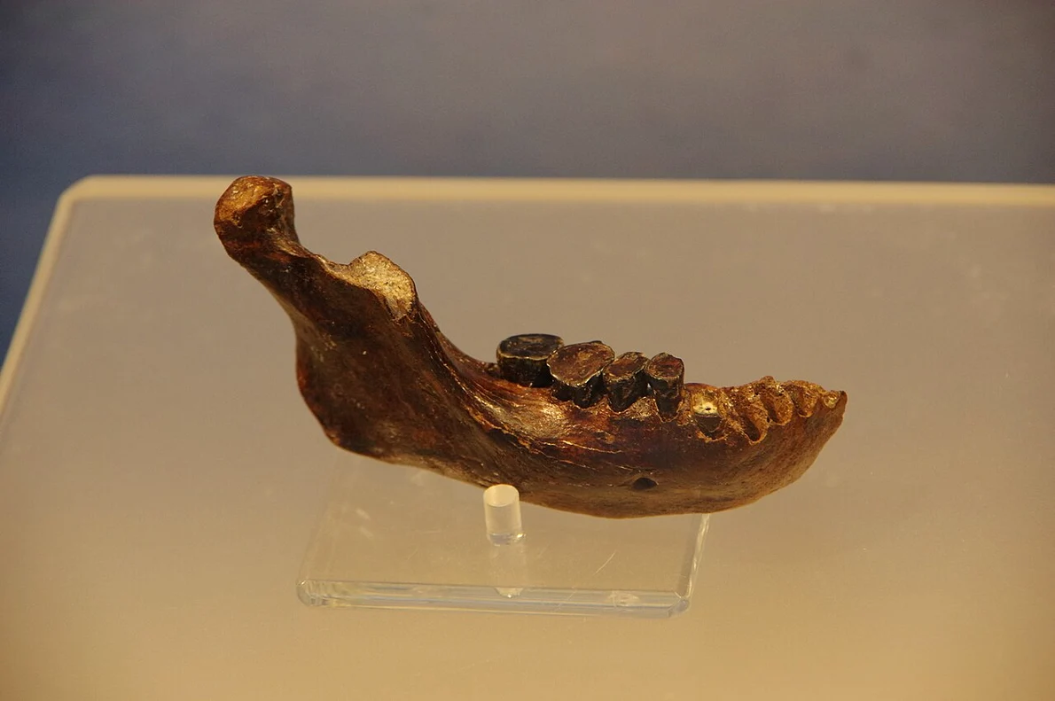 Penghu 1 - un fragment de mandibulă descoperit în largul coastelor Taiwanului (© TaichungJohnny / Wikimedia Commons)
