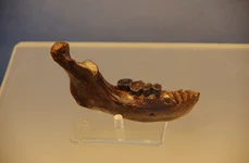 Penghu 1 - un fragment de mandibulă descoperit în largul coastelor Taiwanului (© TaichungJohnny / Wikimedia Commons)