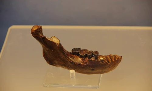 Penghu 1 - un fragment de mandibulă descoperit în largul coastelor Taiwanului (© TaichungJohnny / Wikimedia Commons)