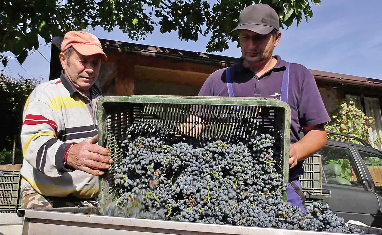 
    Familia Lupu intră în vie dis-de-dimineaţă  