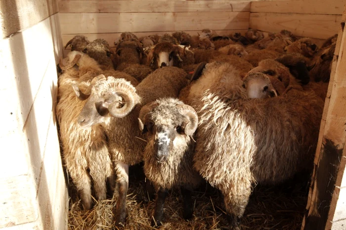 Cele 180 de oi salvate de pe nava scufundată în portul Midia au fost duse la un adapost in peris. FOTO Eduard Enea