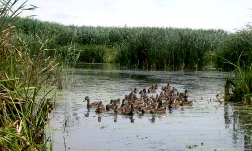 1 50925 original jpg jpeg