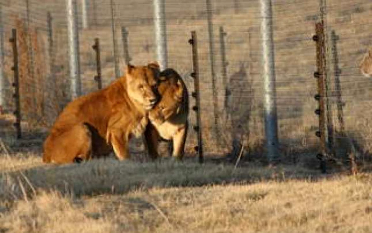 Leoaice libere la Lionsrock