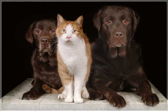 Millie, Hannes şi Hesel (Foto: Bert Jonkhans)