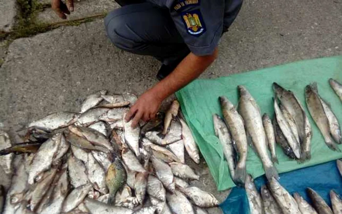 Întreaga cantitate de peşte a fost confiscată FOTO STPF Mehedinţi