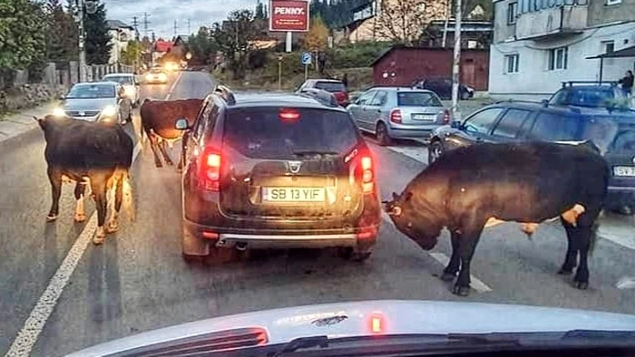 vacile din Vatra Dornei