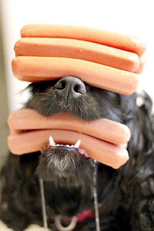 Bella, cocker-spaniel:  “Iupi, câte pot să car cu nasul!”