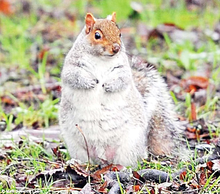 Simpatica Dale abia se mişcă prin parcul din Cardiff
