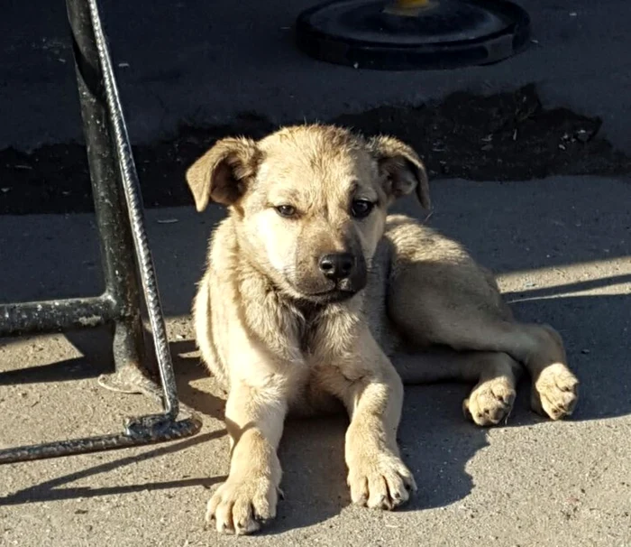 pompieri interventie caine FOTO ISU Sibiu