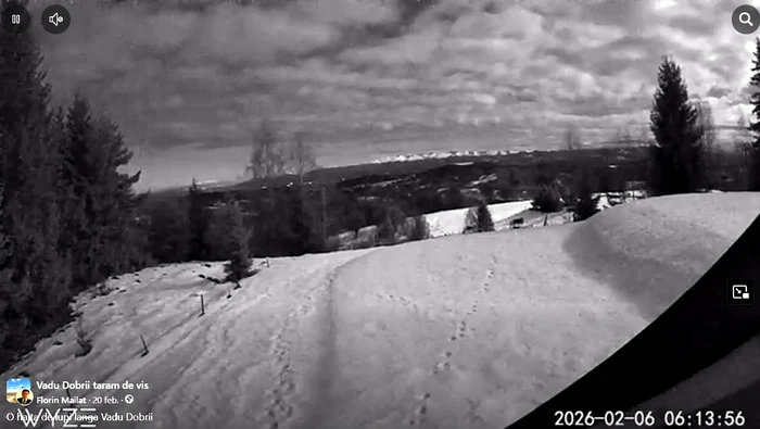 Haită de lupi la Vadu Dobrii. Foto: Florin Mailat.