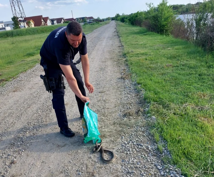 Jandarmii au intervenit pentru îndepărtarea şerpilor                                          Foto: Jandarmeria Gorj