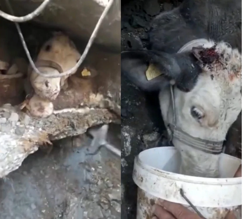 Văcuta a fost salvată după 11 zile de agonie FOTO Captură video/ Twitter